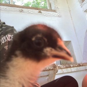 Meet your Posher, Presley